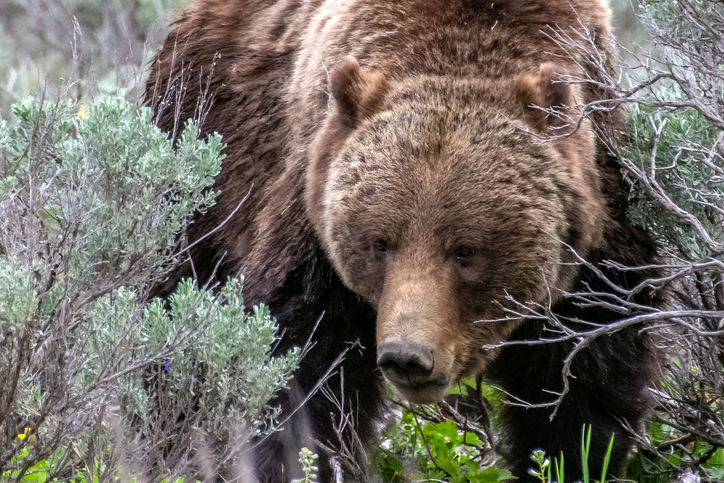 Grizzly bear sow #399 close up moving through sage