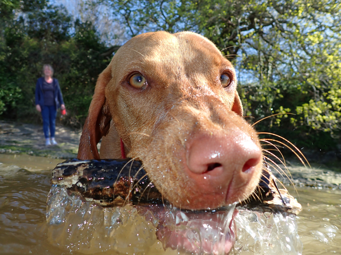 Dog fetching stick in water