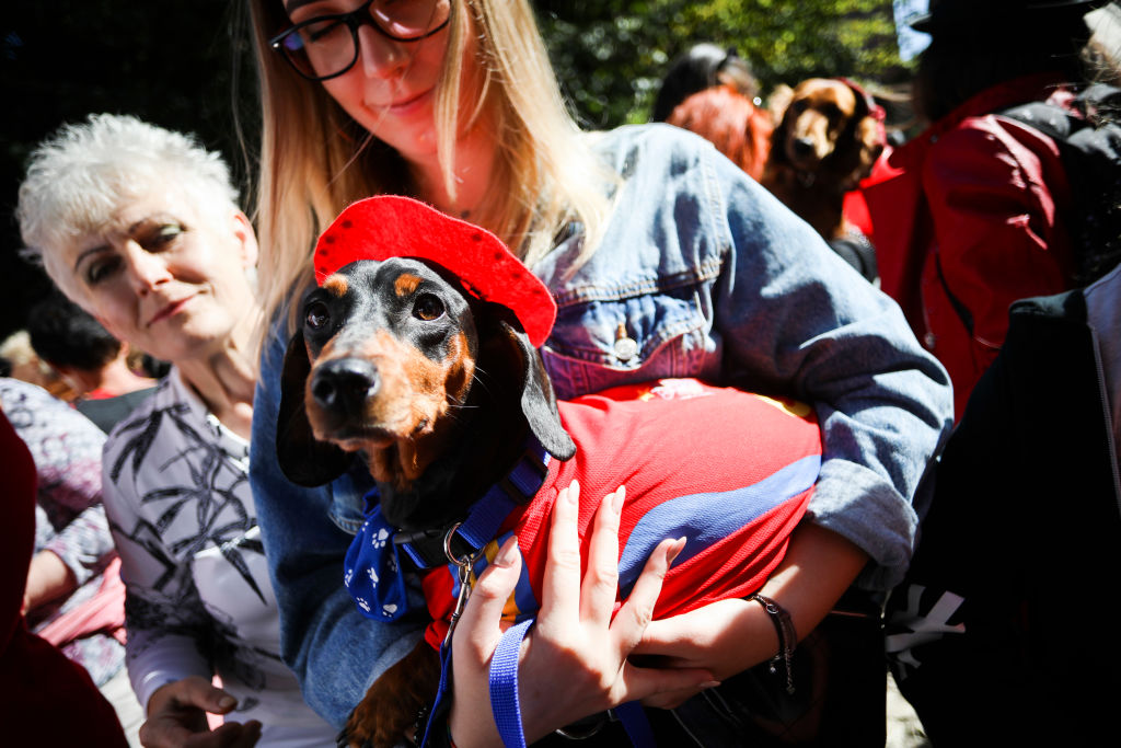 The Dachshund Parade In Krakow