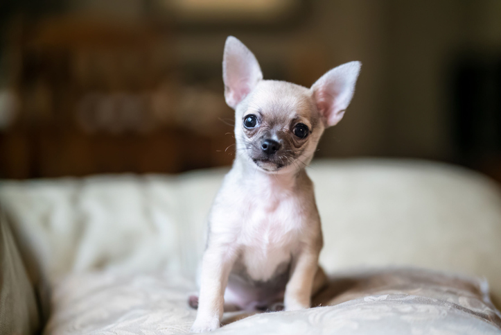 Closeup shot of an adorable chihuahua dog standing on a bed