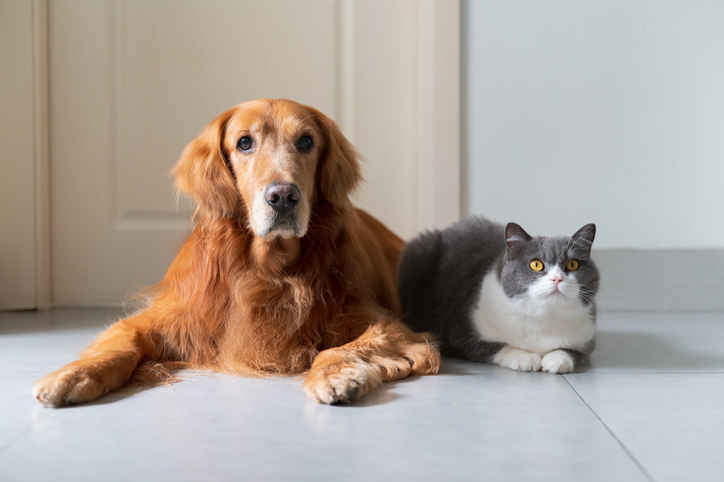 Golden Retriever and British Shorthair lying down together