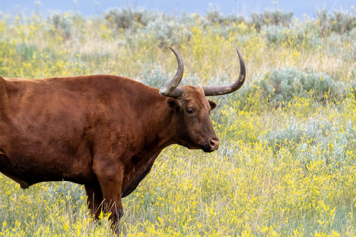 Wildflower Longhorn