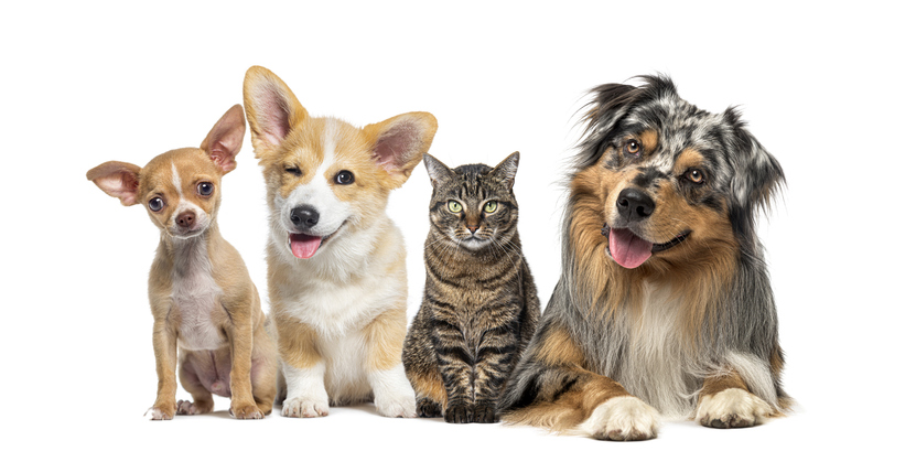 Friendly alert Pets together side by side in a row looking at the camera, isolated on white