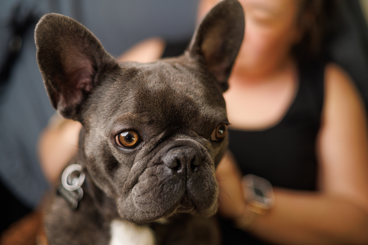Handsome Grey French Bulldog sitting on Chinese Woman's lap