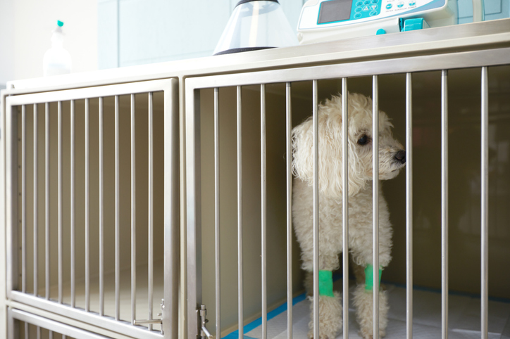 Close up of White Pekingese puppy sitting in the cage at the animal hospital veterinary Clinic waiting for recovery from treatment and find a good home.
