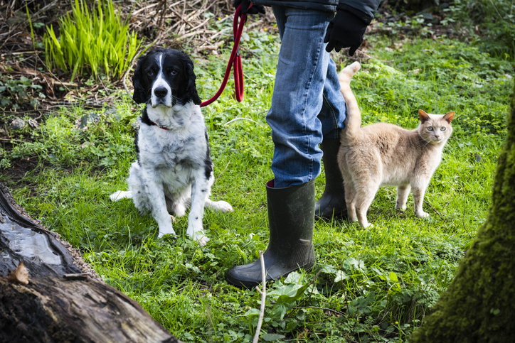 Man taking his spaniel dog and ginger cat for a walk in a woodland Stock photo