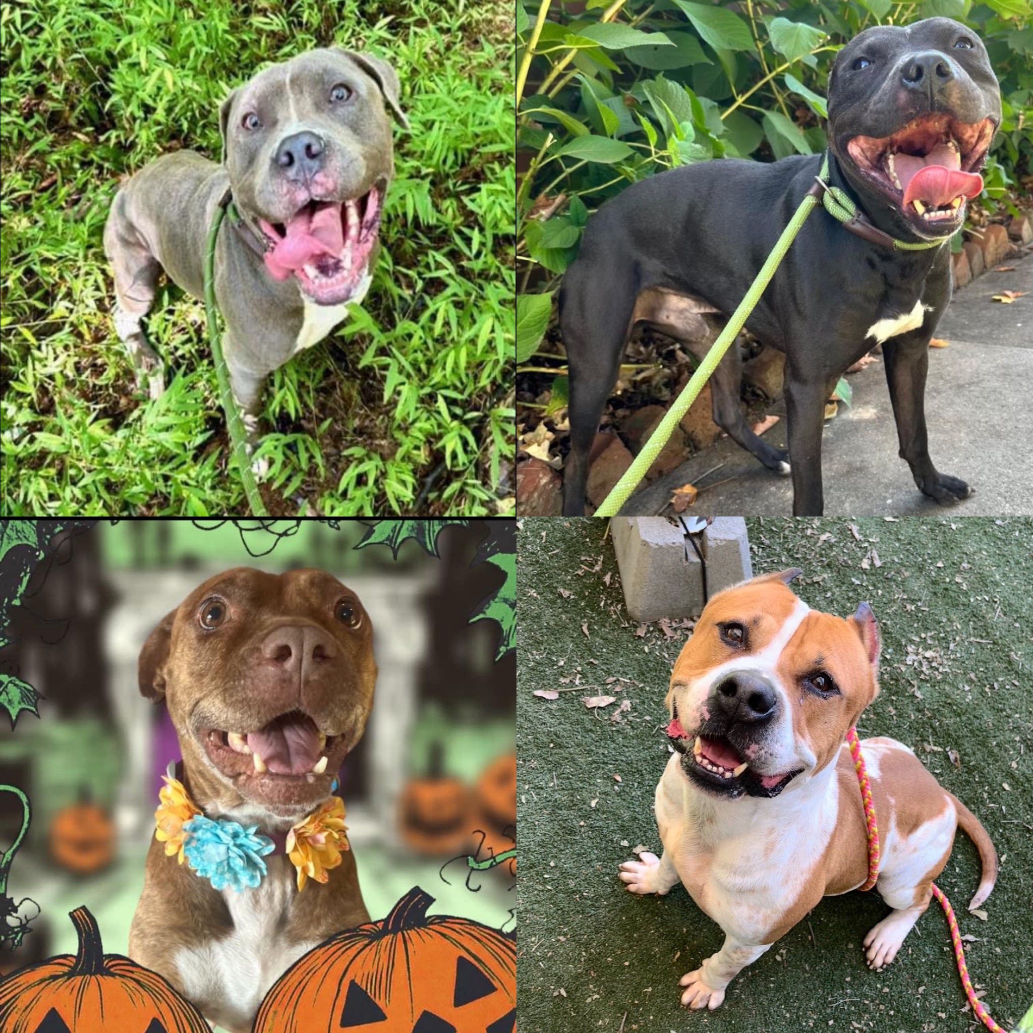 BrockJamesDarlaCruise