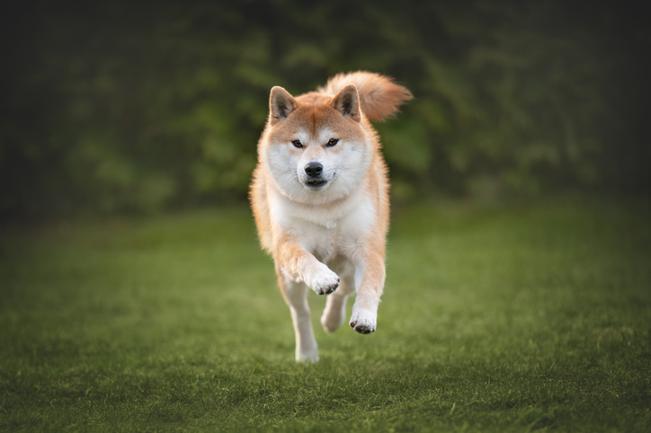 Shiba inu dog is running on the grass
