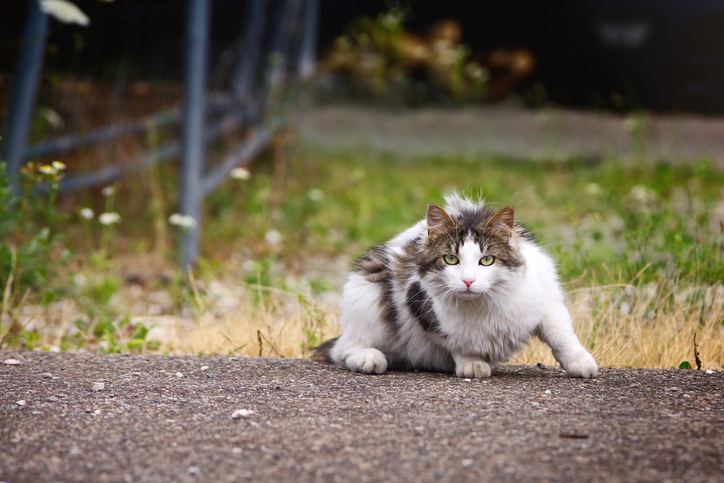 Cute homeless unfortunate cat on the hunt at the backyard.