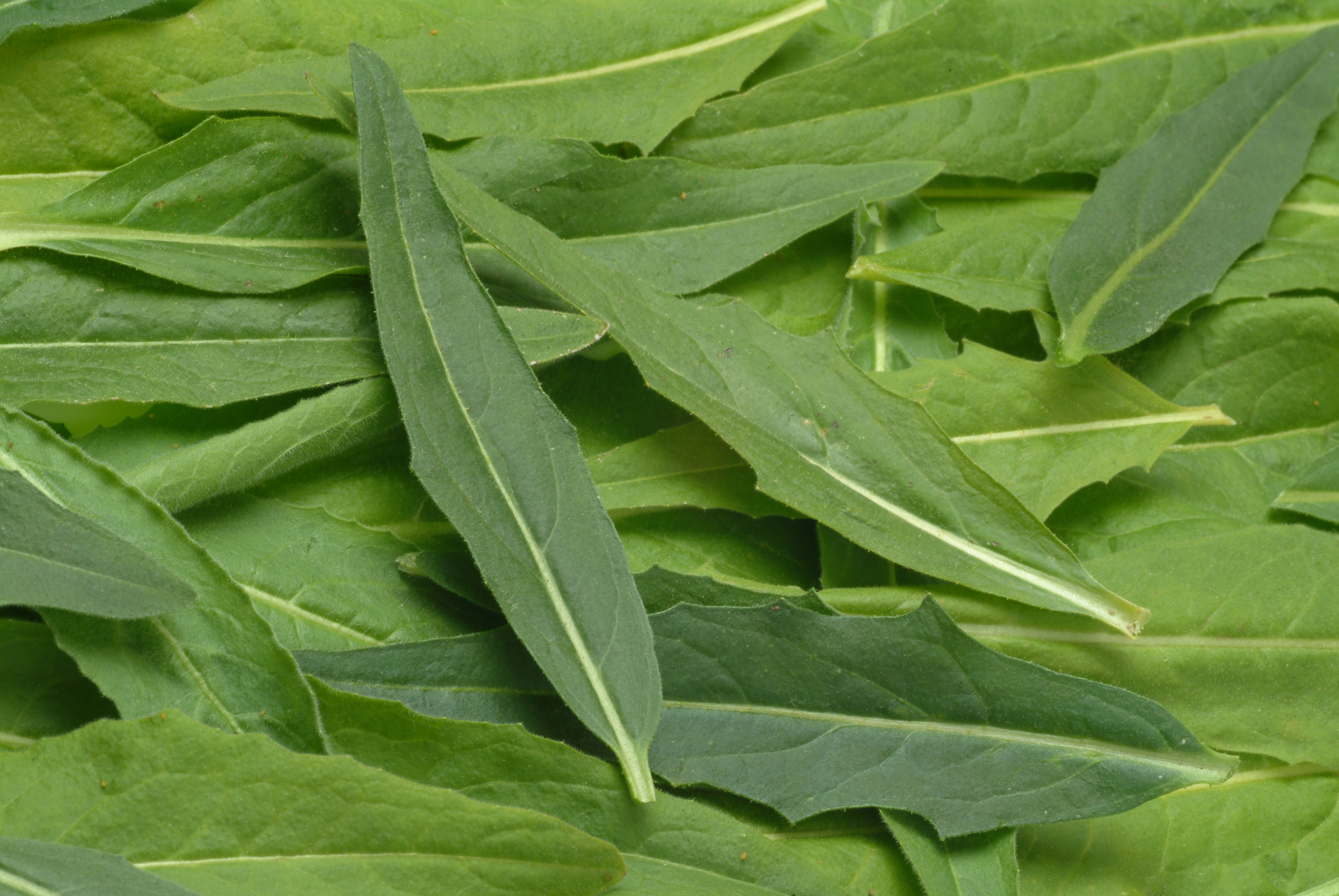 Ruccola. Ruca. Turkish Warty Cabbage. Salad. Gardenplant. Medicinal Plant. Bunias Orientalis