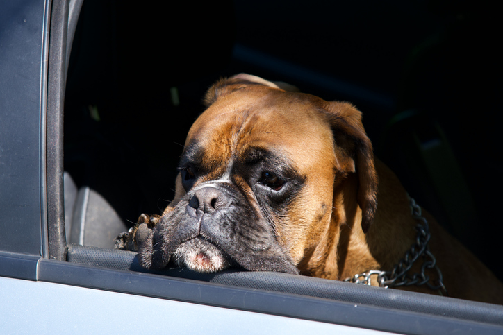 Dog in a car