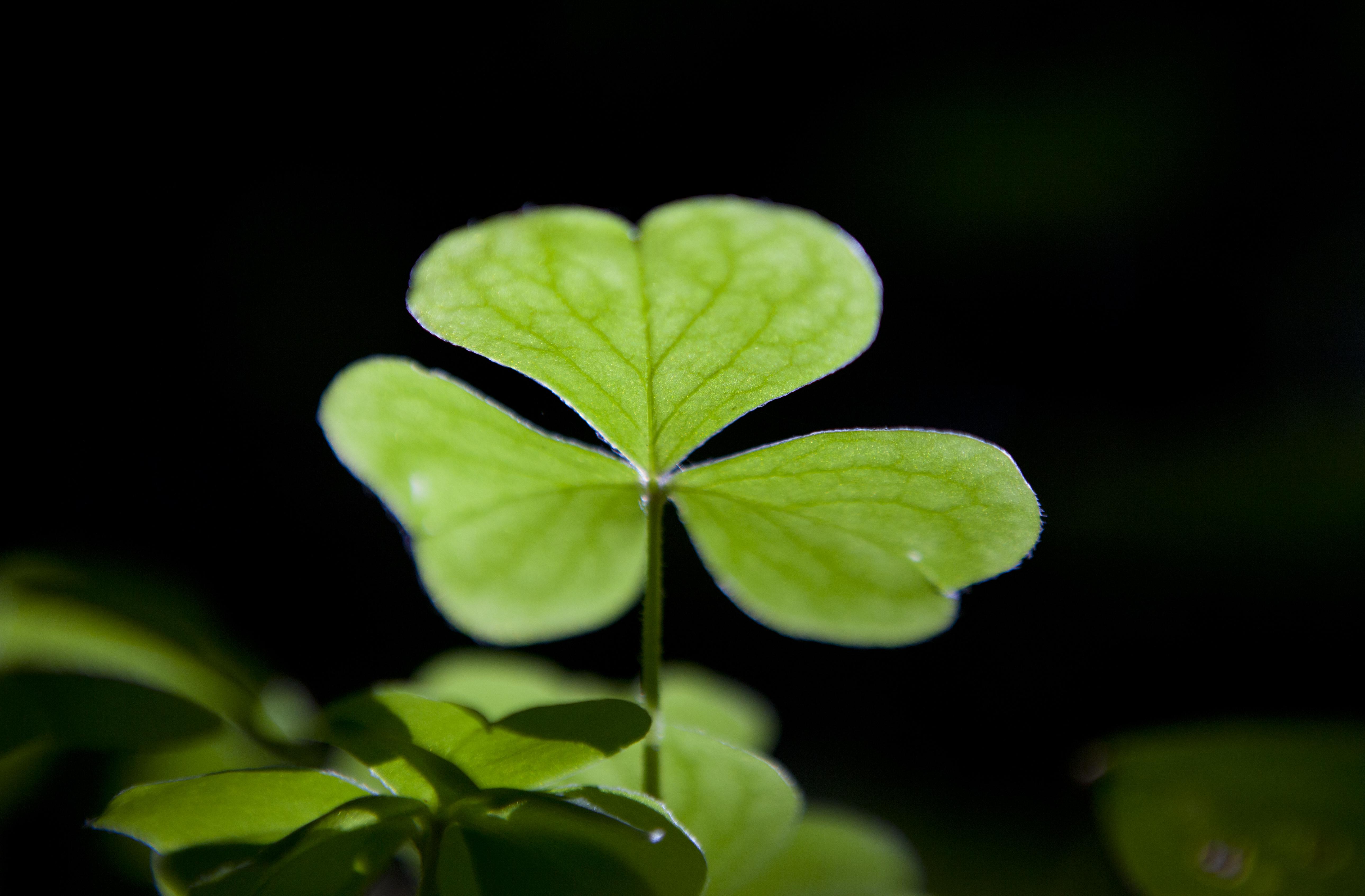 Close up of clover with backlight