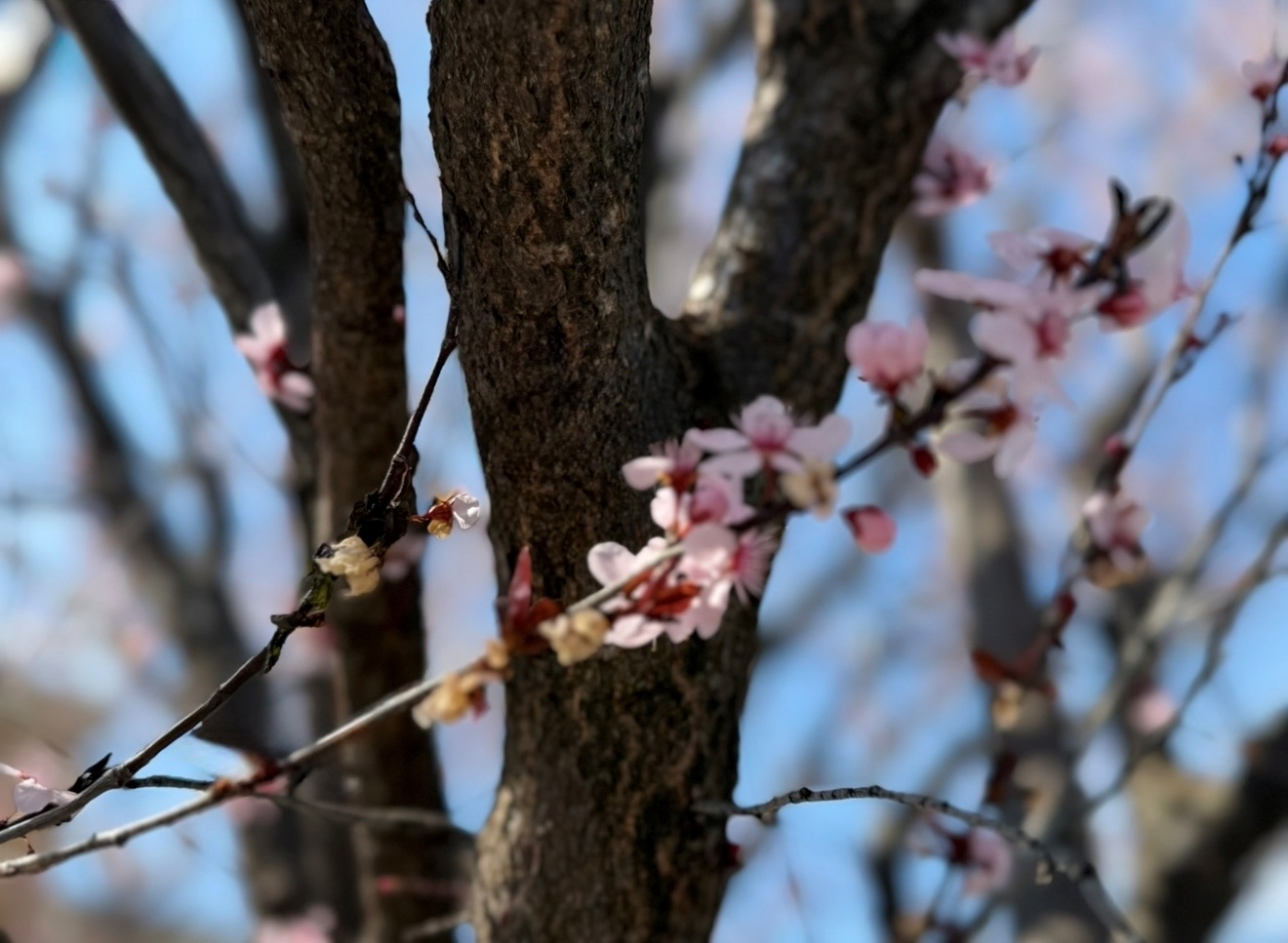 Cuenta regresiva: ¡Las flores de cerezo han empezado a retoñar en DC!