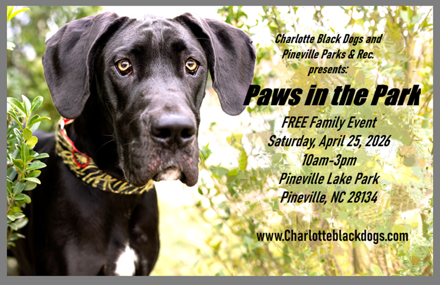 Paws in the Park